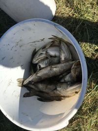 Fischsterben Zenterlingweiher Juni 2020-2a